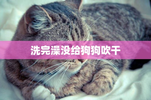洗完澡沒給狗狗吹干