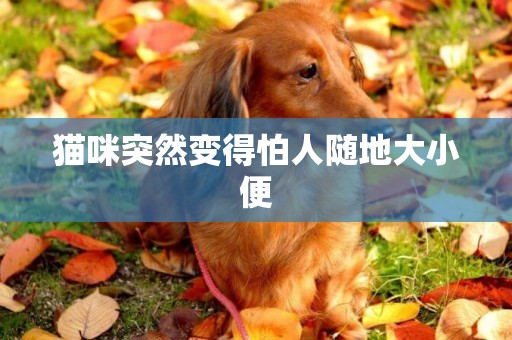 貓咪突然變得怕人隨地大小便