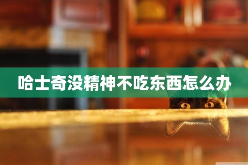 哈士奇沒精神不吃東西怎么辦