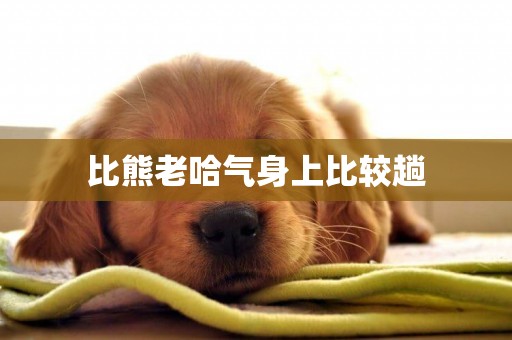 比熊老哈氣身上比較趟
