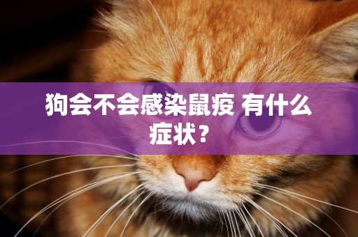 狗會不會感染鼠疫 有什么癥狀？