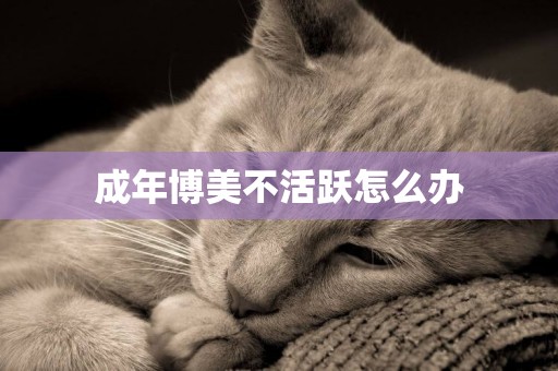 成年博美不活躍怎么辦