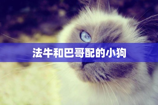 法牛和巴哥配的小狗