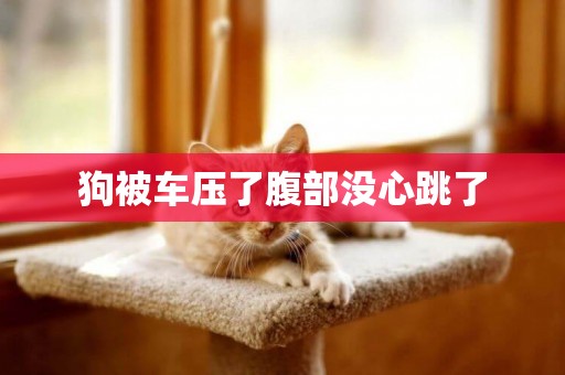 狗被車壓了腹部沒心跳了