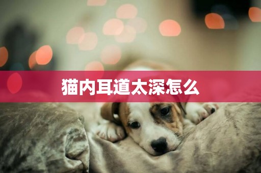 貓內耳道太深怎么
