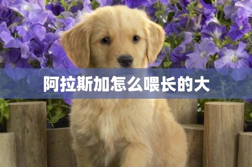 阿拉斯加怎么喂長的大