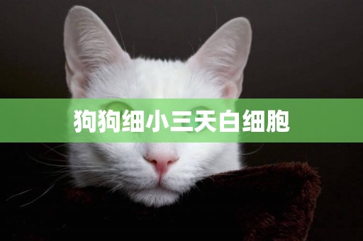 狗狗細小三天白細胞
