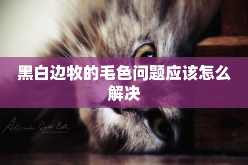 黑白邊牧的毛色問題應該怎么解決