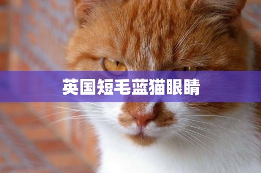 英國短毛藍貓眼睛