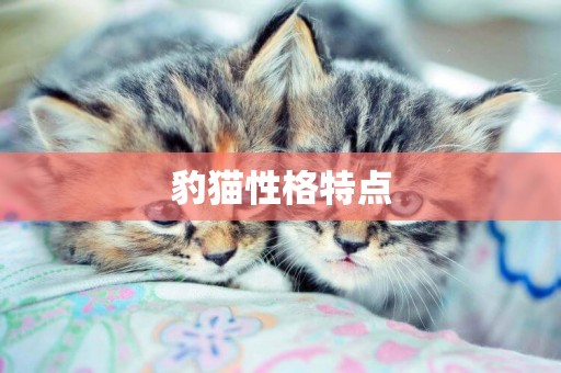 豹貓性格特點