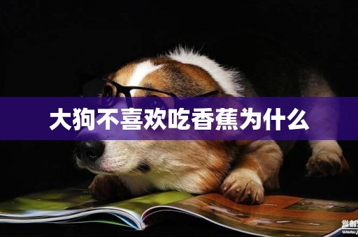 大狗不喜歡吃香蕉為什么