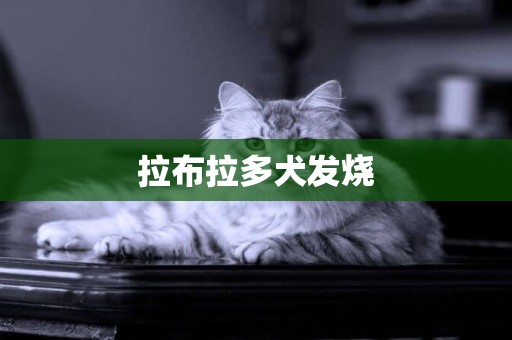 拉布拉多犬發燒