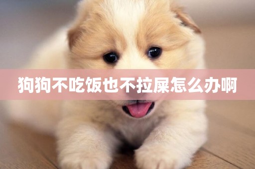 狗狗不吃飯也不拉屎怎么辦啊