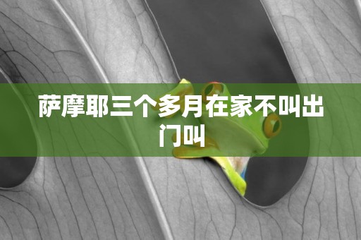 薩摩耶三個多月在家不叫出門叫