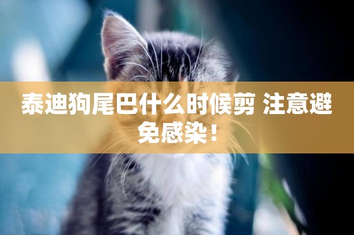 泰迪狗尾巴什么時候剪 注意避免感染！