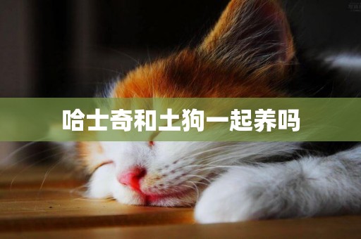 哈士奇和土狗一起養嗎