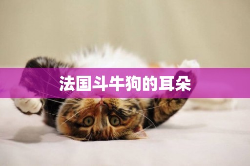 法國斗牛狗的耳朵