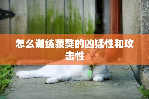 怎么訓練藏獒的兇猛性和攻擊性