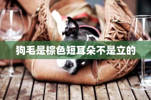 狗毛是棕色短耳朵不是立的