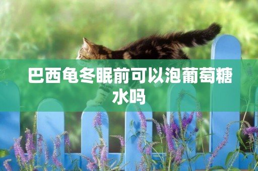 巴西龜冬眠前可以泡葡萄糖水嗎