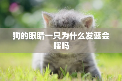 狗的眼睛一只為什么發藍會瞎嗎
