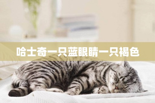 哈士奇一只藍眼睛一只褐色
