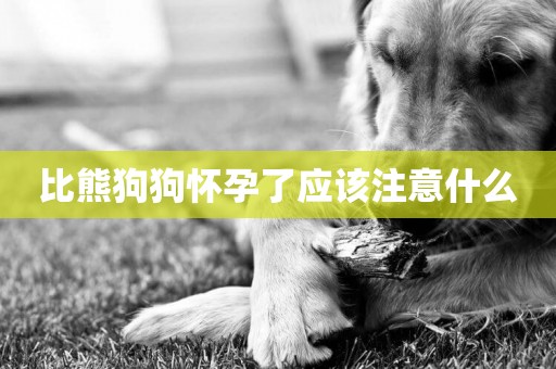 比熊狗狗懷孕了應該注意什么
