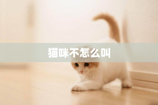 貓咪不怎么叫