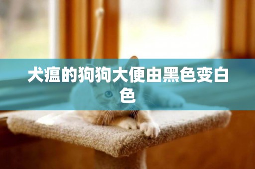 犬瘟的狗狗大便由黑色變白色