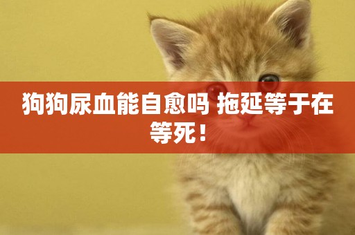 狗狗尿血能自愈嗎 拖延等于在等死！