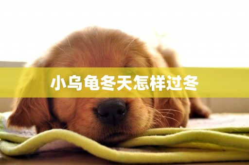 小烏龜冬天怎樣過冬