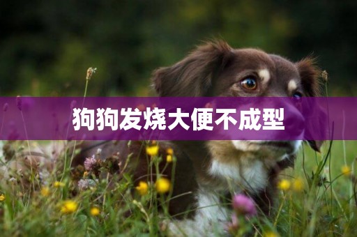 狗狗發燒大便不成型