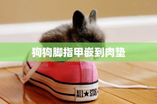 狗狗腳指甲嵌到肉墊