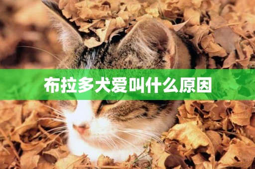 布拉多犬愛叫什么原因