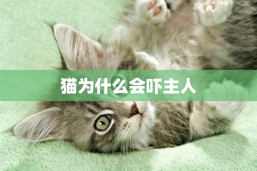 貓為什么會嚇主人