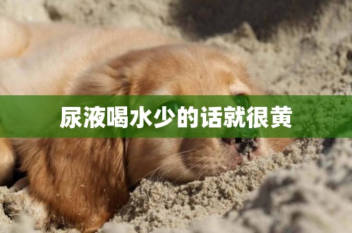 尿液喝水少的話就很黃