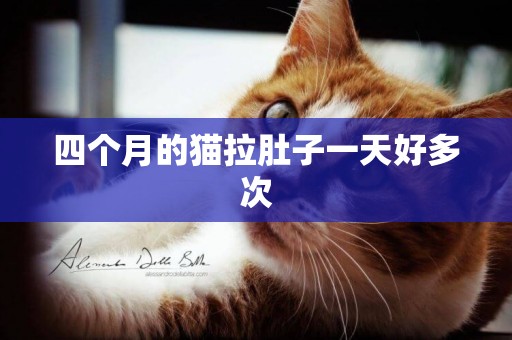 四個月的貓拉肚子一天好多次