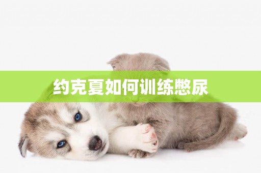 約克夏如何訓練憋尿