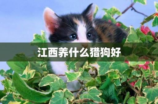 江西養什么獵狗好