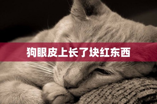 狗眼皮上長了塊紅東西