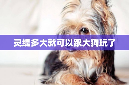 靈緹多大就可以跟大狗玩了