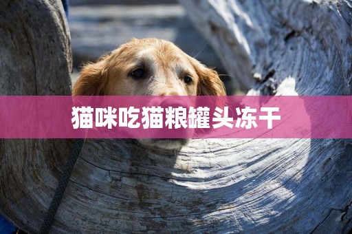 貓咪吃貓糧罐頭凍干