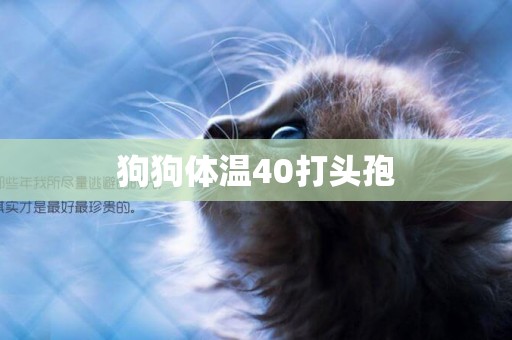 狗狗體溫40打頭孢