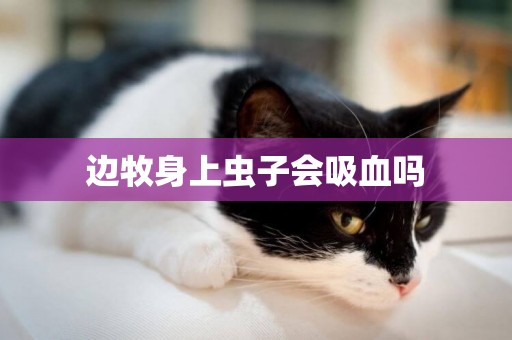 邊牧身上蟲子會吸血嗎