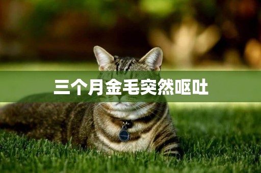 三個月金毛突然嘔吐