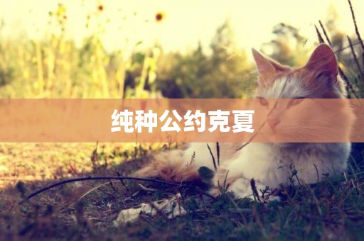 純種公約克夏