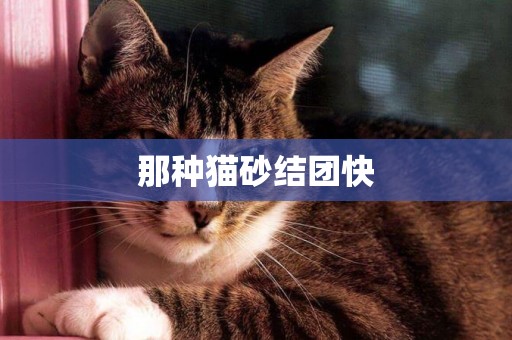 那種貓砂結團快