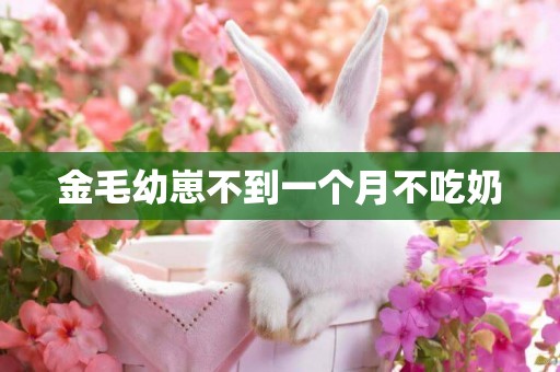 金毛幼崽不到一個月不吃奶