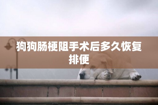 狗狗腸梗阻手術后多久恢復排便