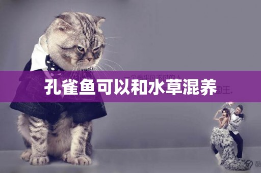 孔雀魚可以和水草混養